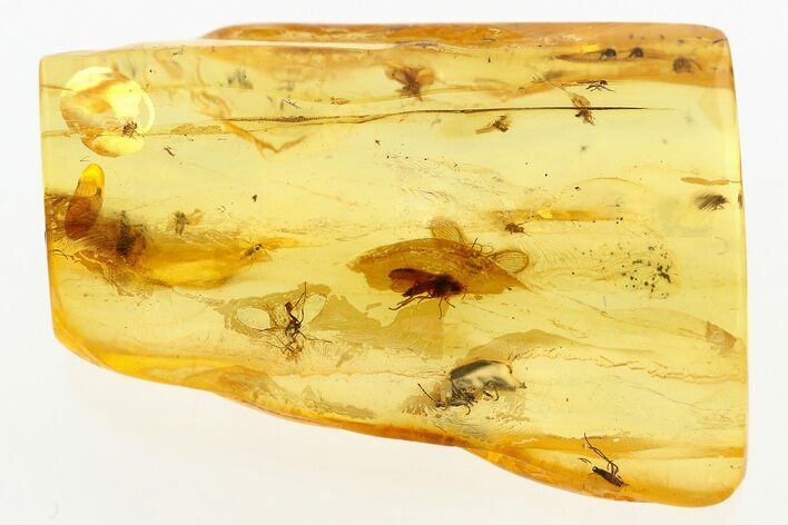 Fossil Flies (Diptera) and a Beetle (Coleoptera) In Baltic Amber #284554